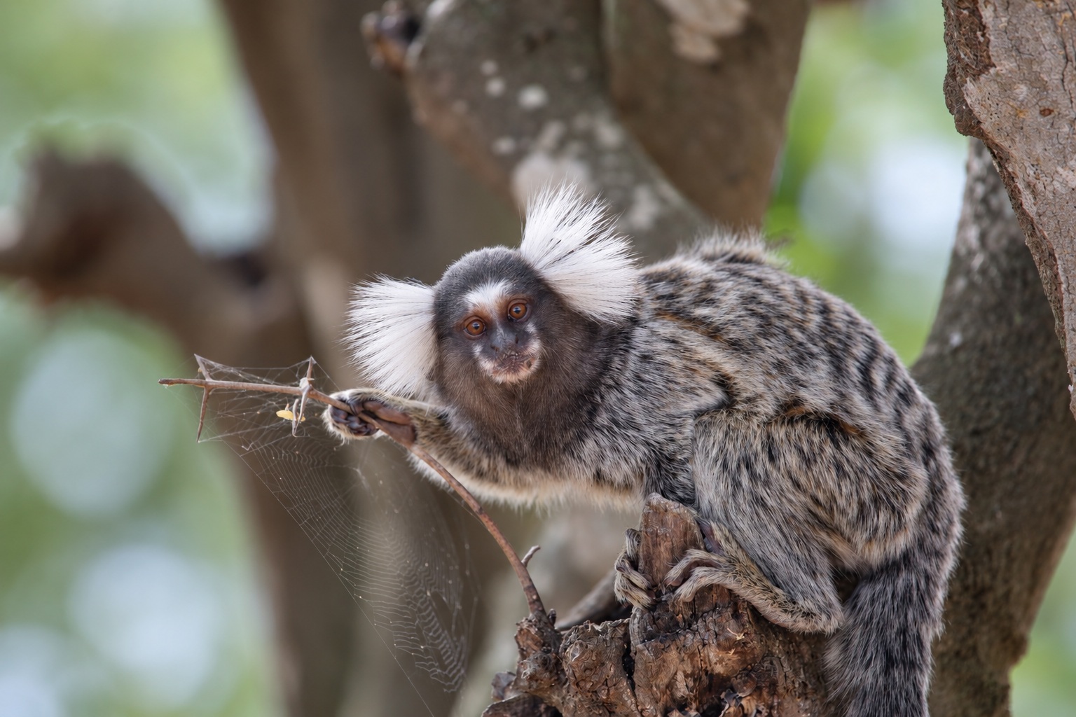 Wild marmoset prey-capture research