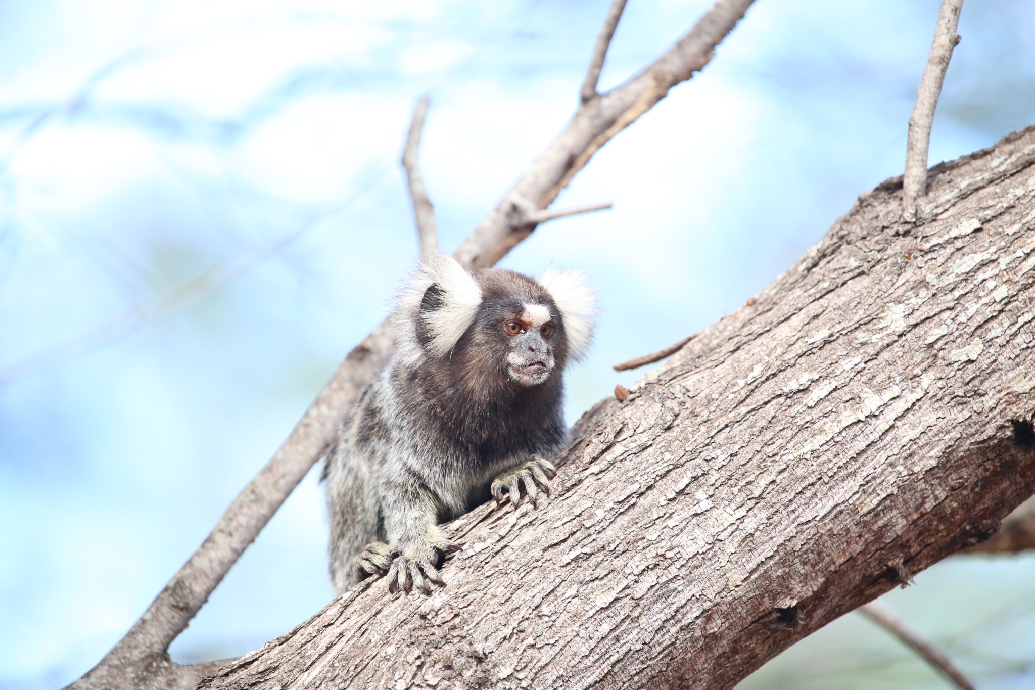 Wild common marmoset actively looking through its natural environment