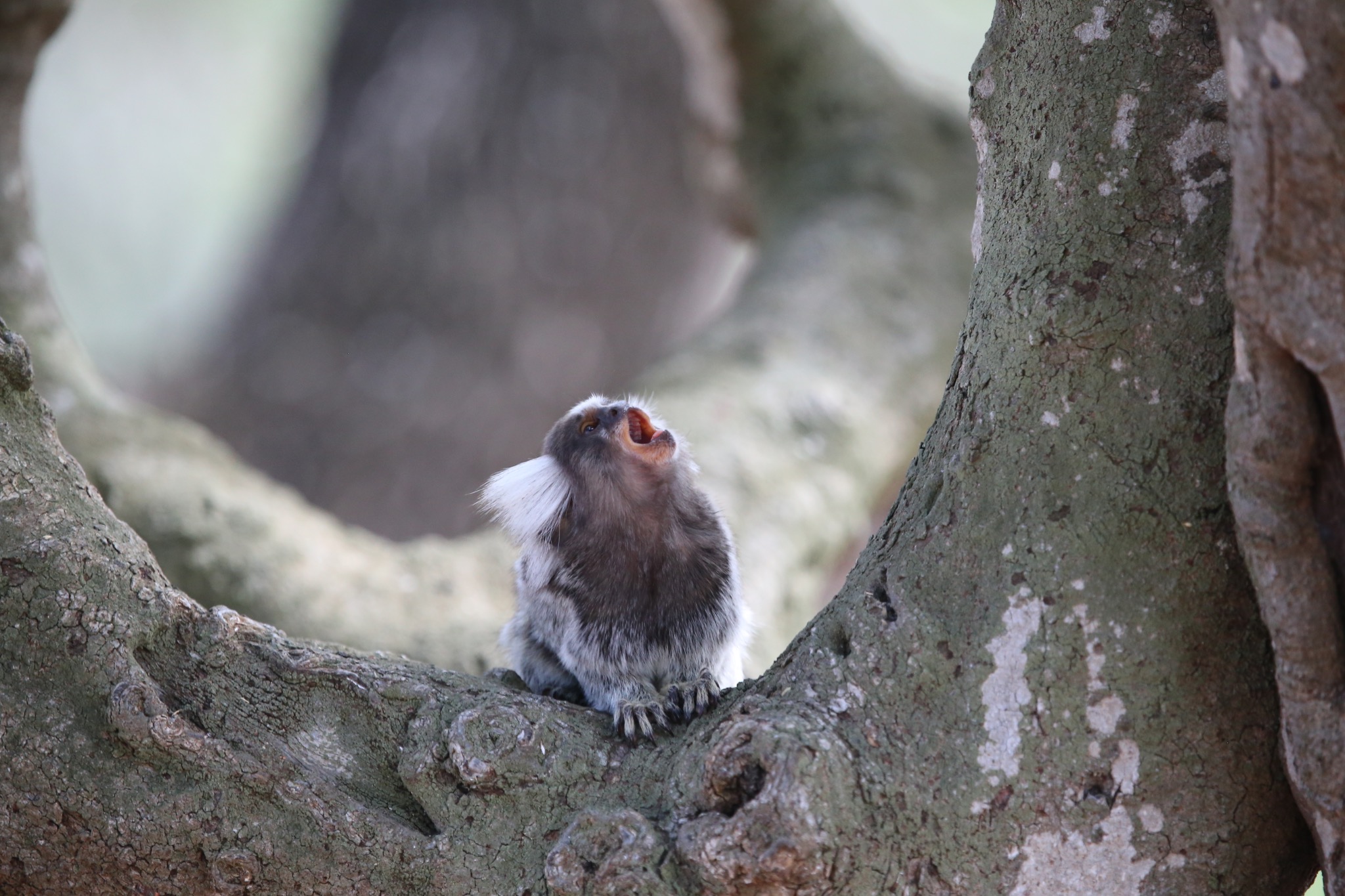 Common marmoset vocalizing