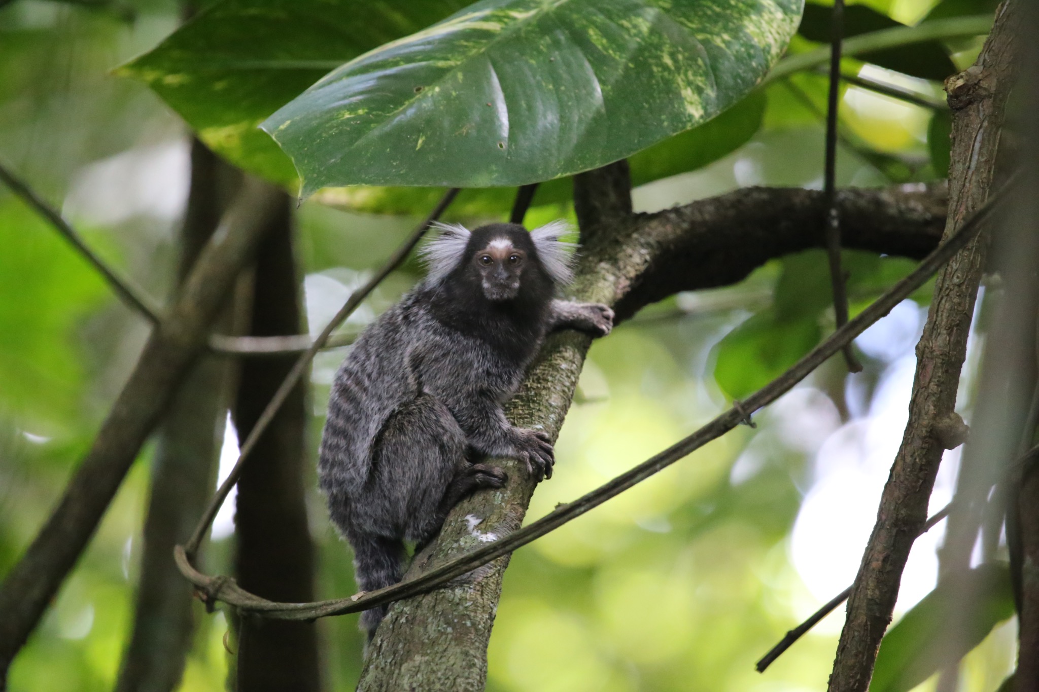 Wild common marmoset in dense forest habitat in Brazil
