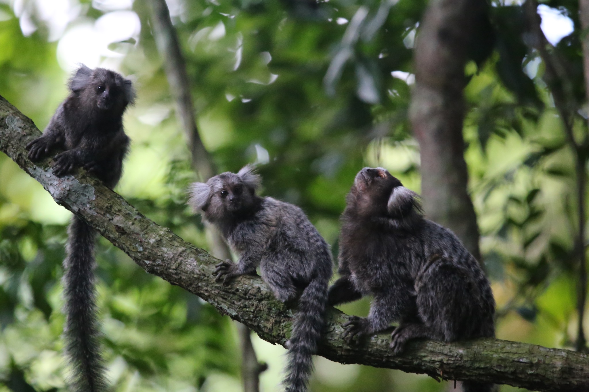 Family group of common marmosets in Brazil