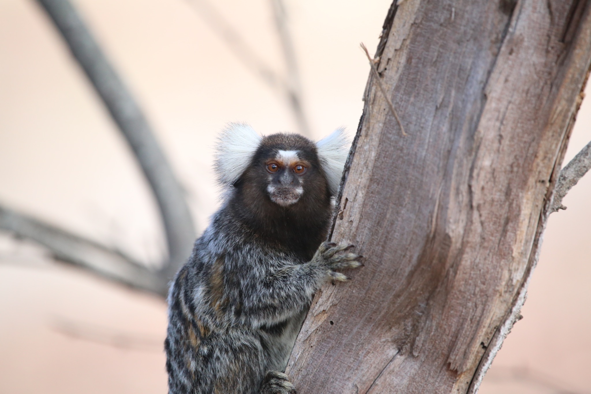 Wild common marmoset photographed in Brazil